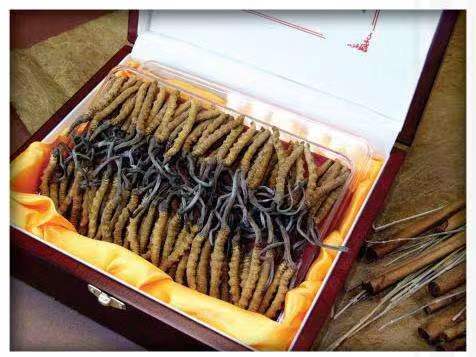 电白冬虫夏草回收